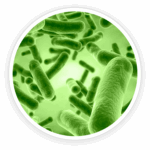 Bacillus Coagulans