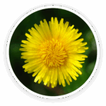Inulin & Dandelion