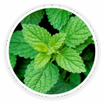 Lemon Balm