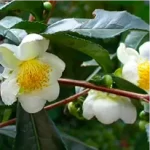 Camellia Sinensis