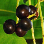Gorilla Cherry (Prunus Africana)