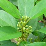 Gymnema Sylvestre