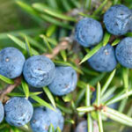 Juniper Berry