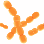 Lactobacillus Paracasei