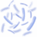 Lactobacillus Reuteri