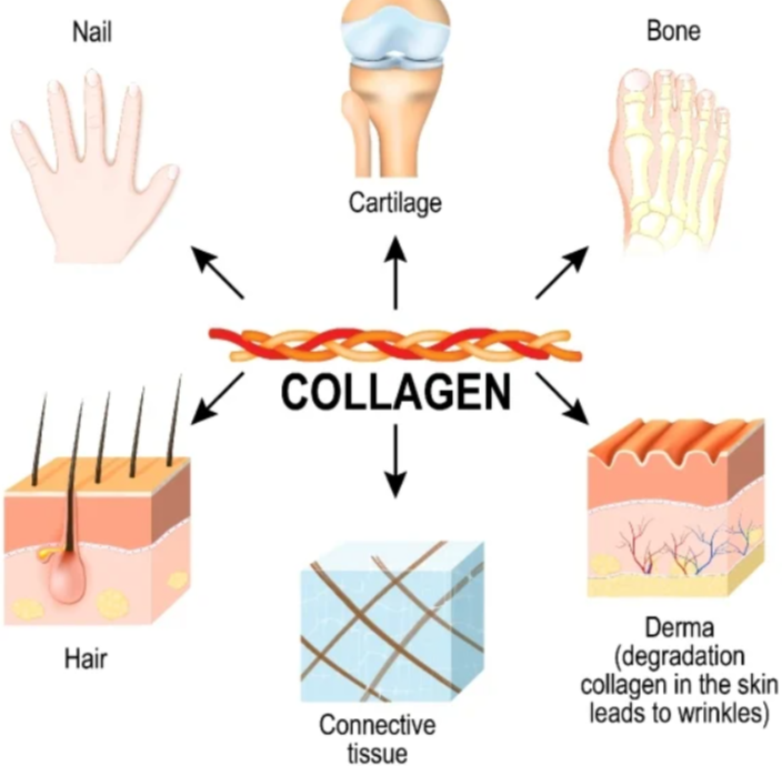 NativePath Liposomal Vitamin C Benefits