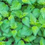 Stinging Nettle Extract
