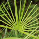 Ultra-Refined Saw Palmetto Extract